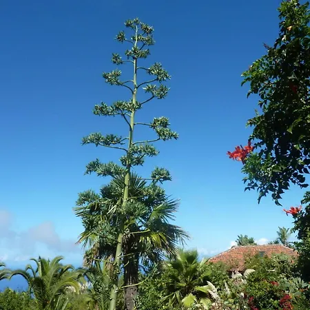 Holiday Home Finca Icod De Los Vinos